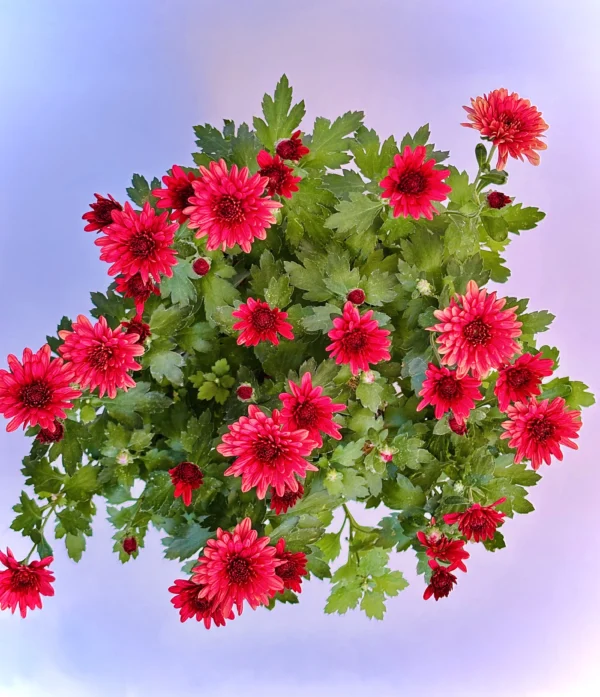 Chrysanthemum_Red_Flowering_Plant