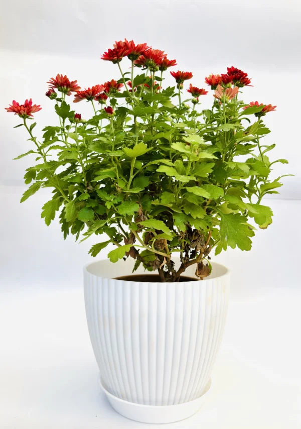 Chrysanthemum (Red) Plant - Image 2