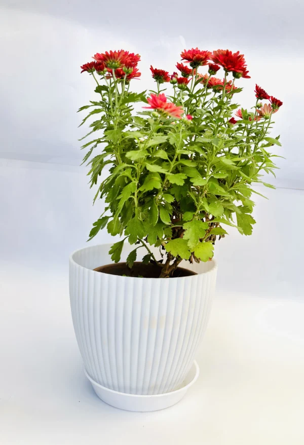Chrysanthemum (Red) Plant - Image 3
