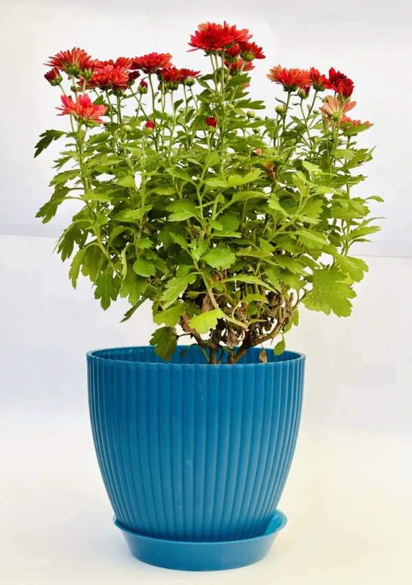 Chrysanthemum (Red) Plant - Image 5