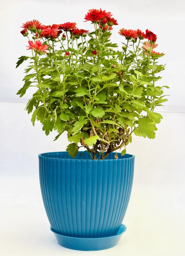 Chrysanthemum (Red) Plant - Image 4