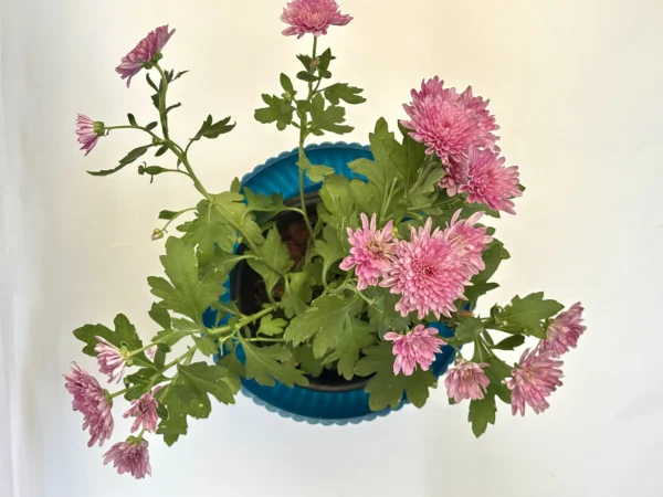 Chrysanthemums pink plant_1