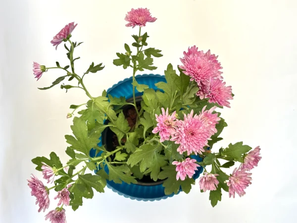 Chrysanthemum (Pink) Plant - Image 2