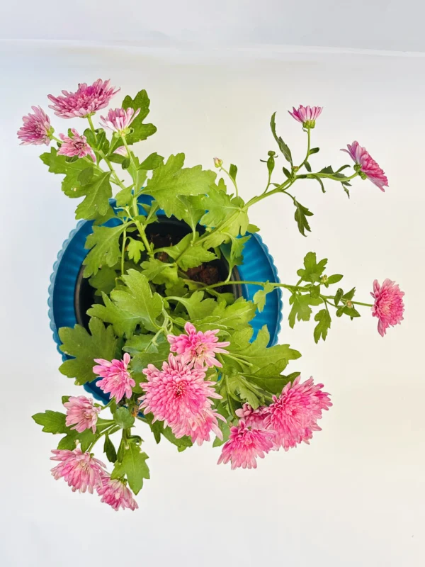Chrysanthemum (Pink) Plant - Image 4