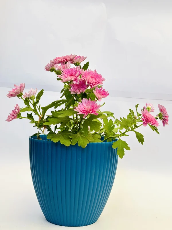 Chrysanthemum (Pink) Plant - Image 3