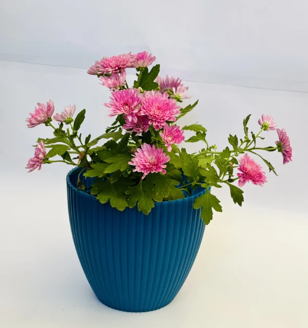 Chrysanthemum (Pink) Plant - Image 7
