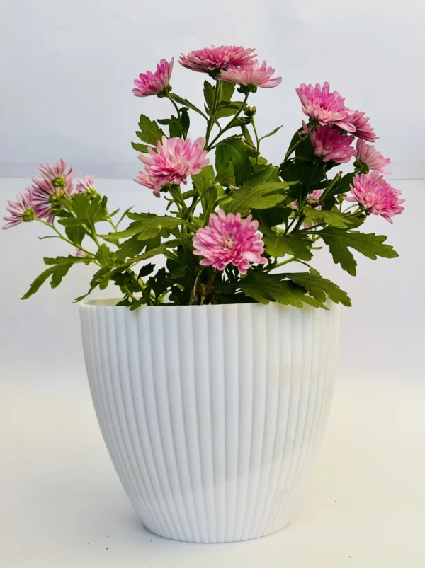 Chrysanthemum (Pink) Plant - Image 6