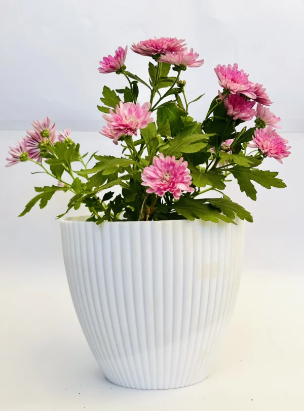 Chrysanthemum (Pink) Plant - Image 5