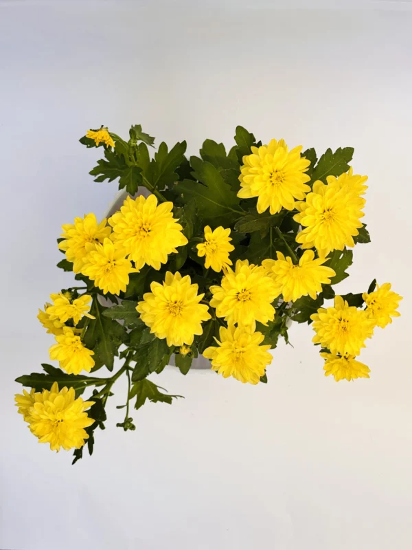 Chrysanthemum_Yellow_Flowering_Plant