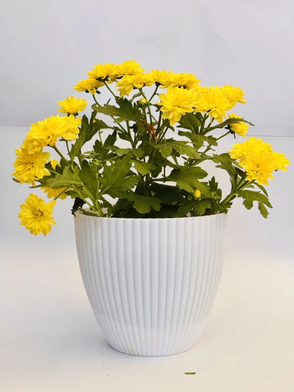 Chrysanthemum (Yellow) Plant - Image 3