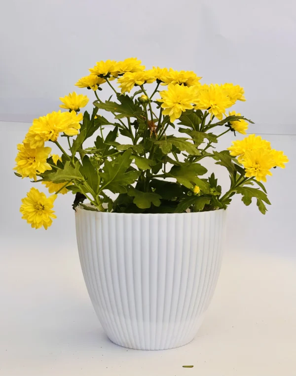 Chrysanthemum (Yellow) Plant - Image 2
