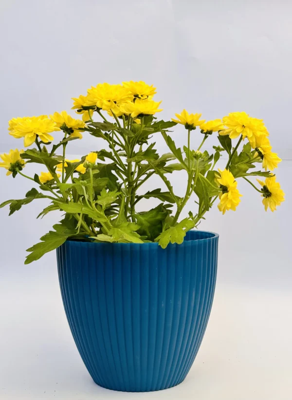 Chrysanthemum (Yellow) Plant - Image 6