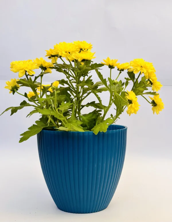 Chrysanthemum (Yellow) Plant - Image 5