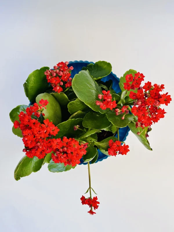 Kalanchoe_red_plant