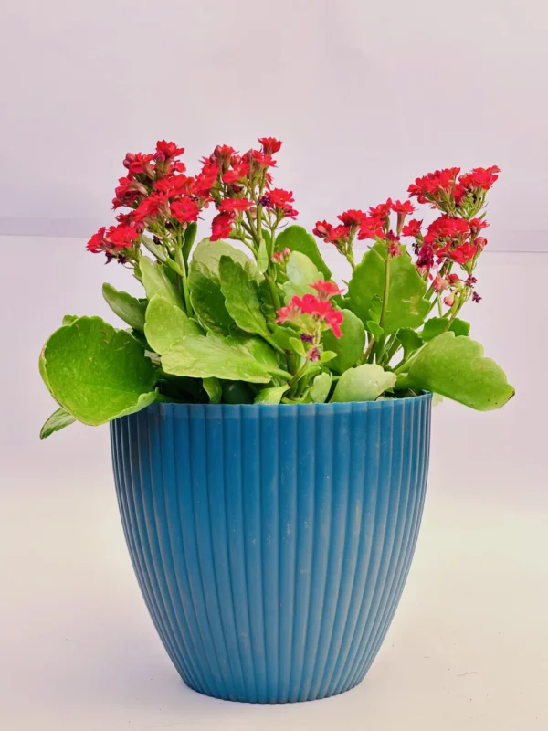 Kalanchoe (Red) Plant - Image 2