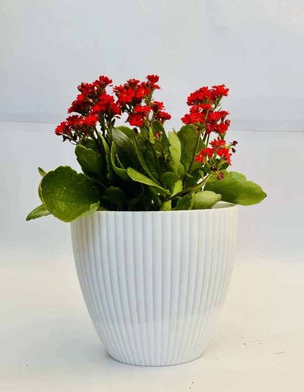Kalanchoe (Red) Plant - Image 4