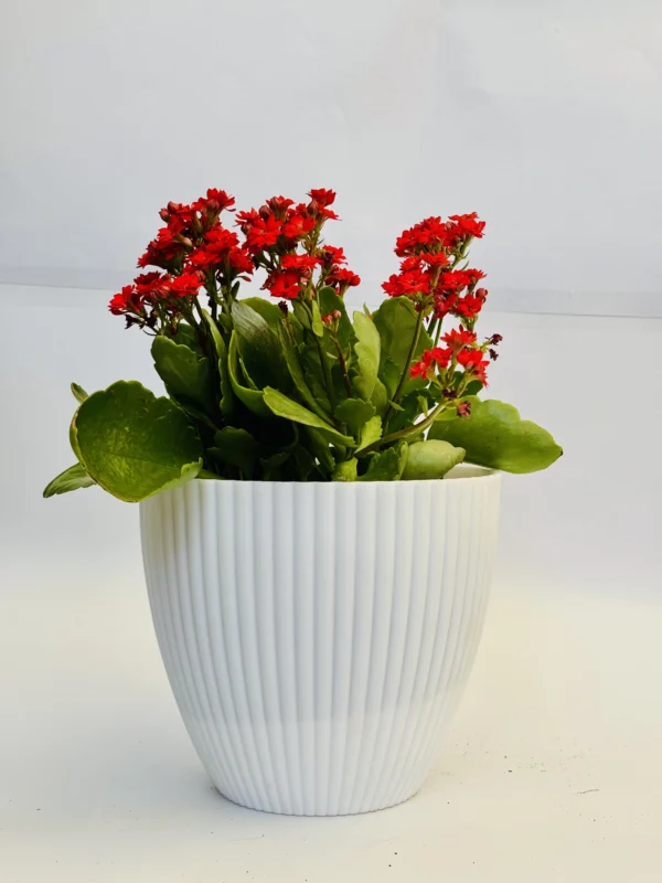 Kalanchoe (Red) Plant - Image 5