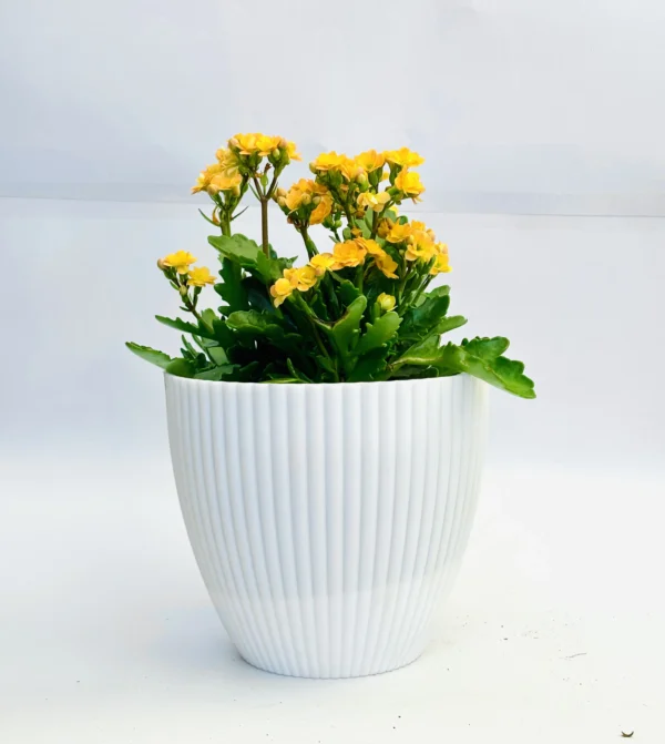 Kalanchoe_Yellow_Flowering_Plant