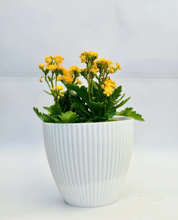Kalanchoe (Yellow) Plant - Image 2