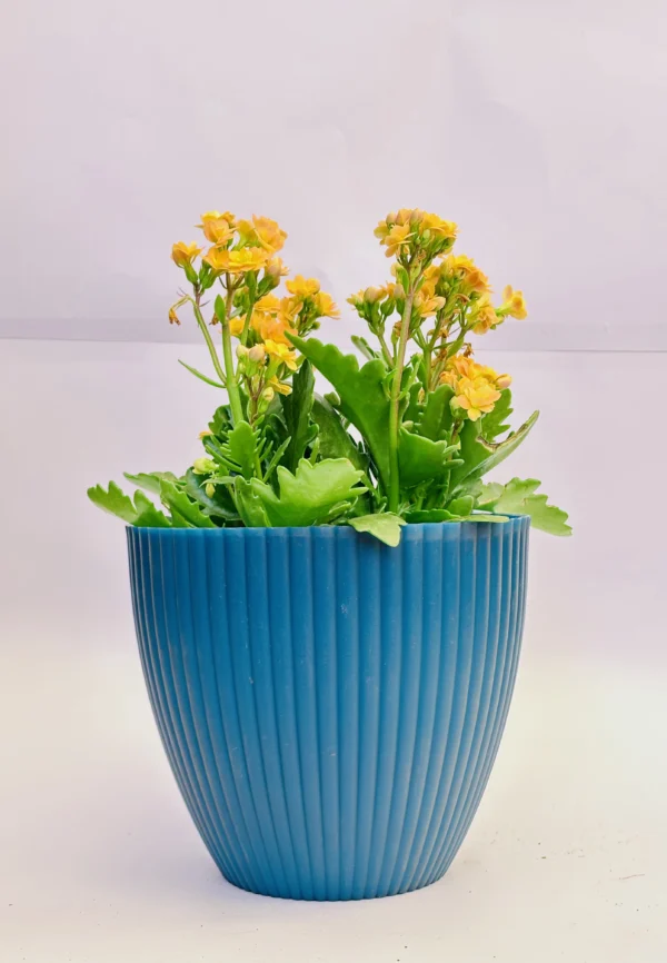Kalanchoe (Yellow) Plant - Image 3