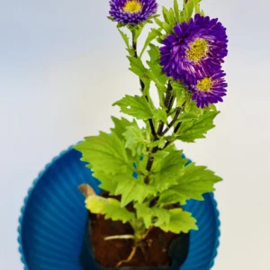 Aster (Purple) Plant