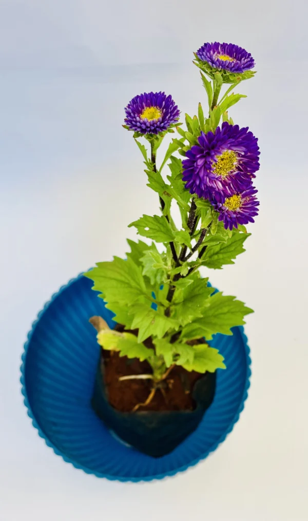 Aster (Purple) Plant