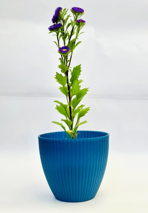 Aster (Purple) Plant - Image 2