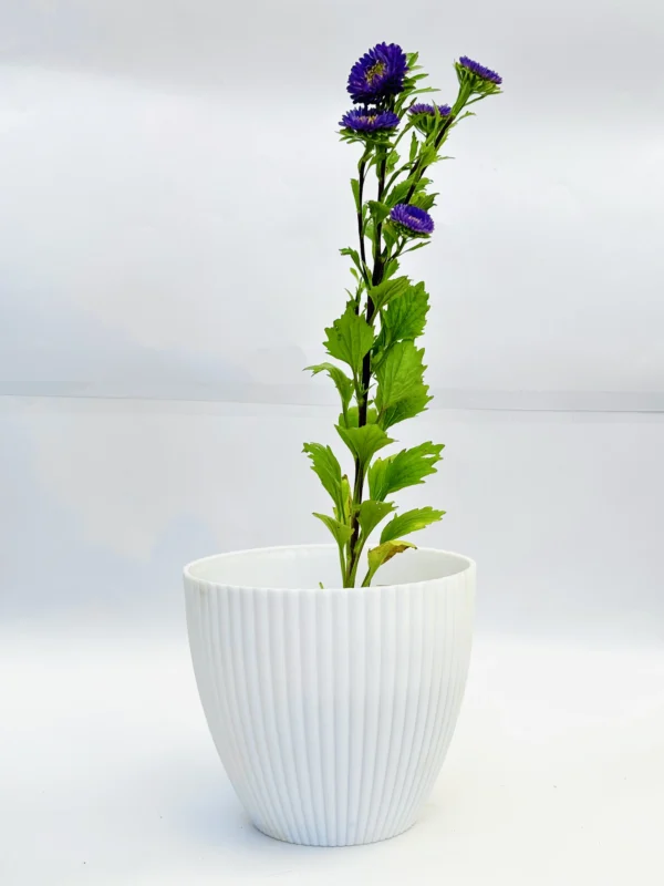 Aster (Purple) Plant - Image 3