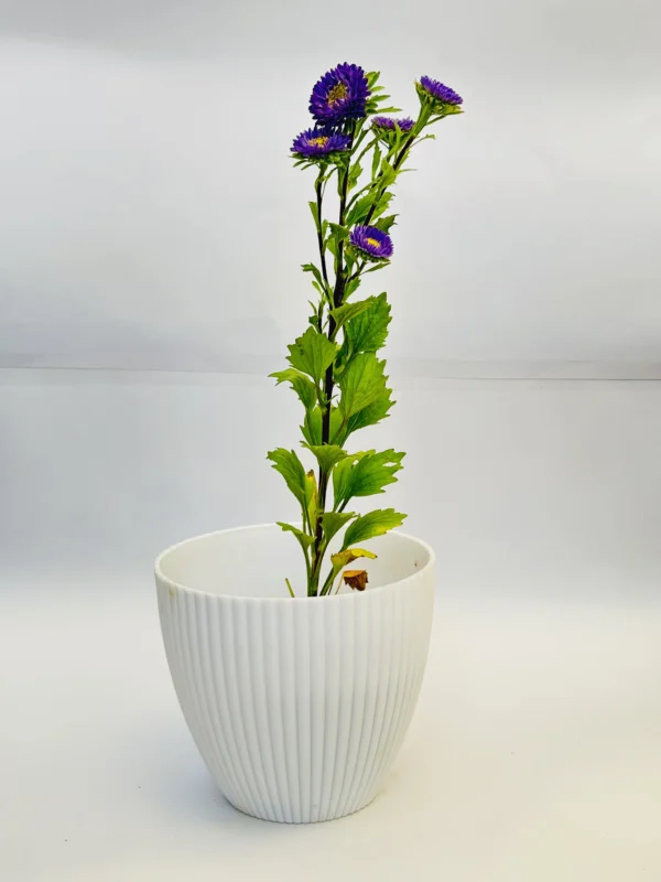 Aster (Purple) Plant - Image 5