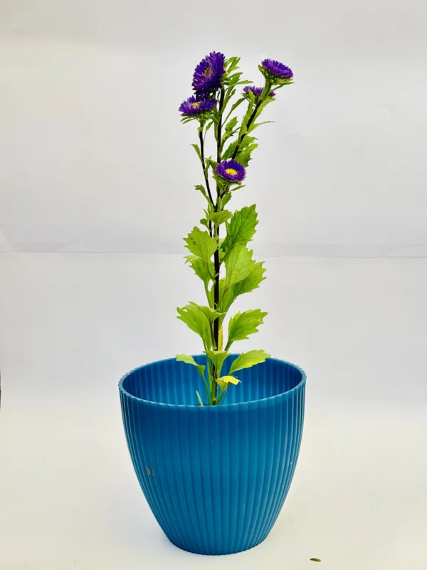Aster (Purple) Plant - Image 4