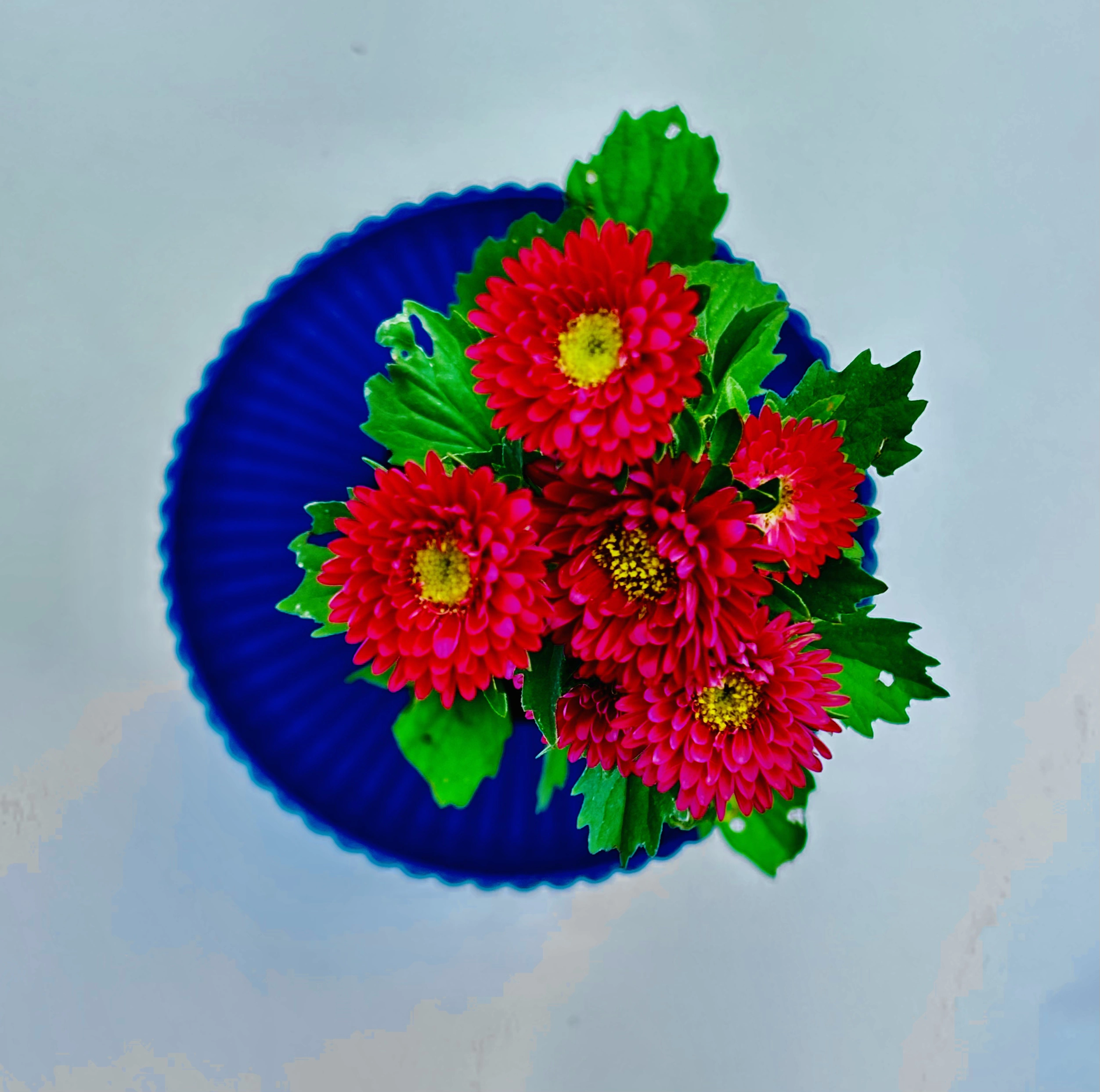 Gerbera Daisy Flowering Plant