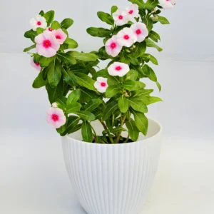 Catharanthus roseus Flowering plant