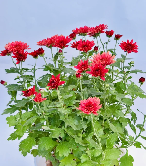 Chrysanthemum (Red) Plant - Image 6