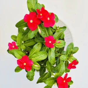 Catharanthus (Red) Roseus Flowering Plant