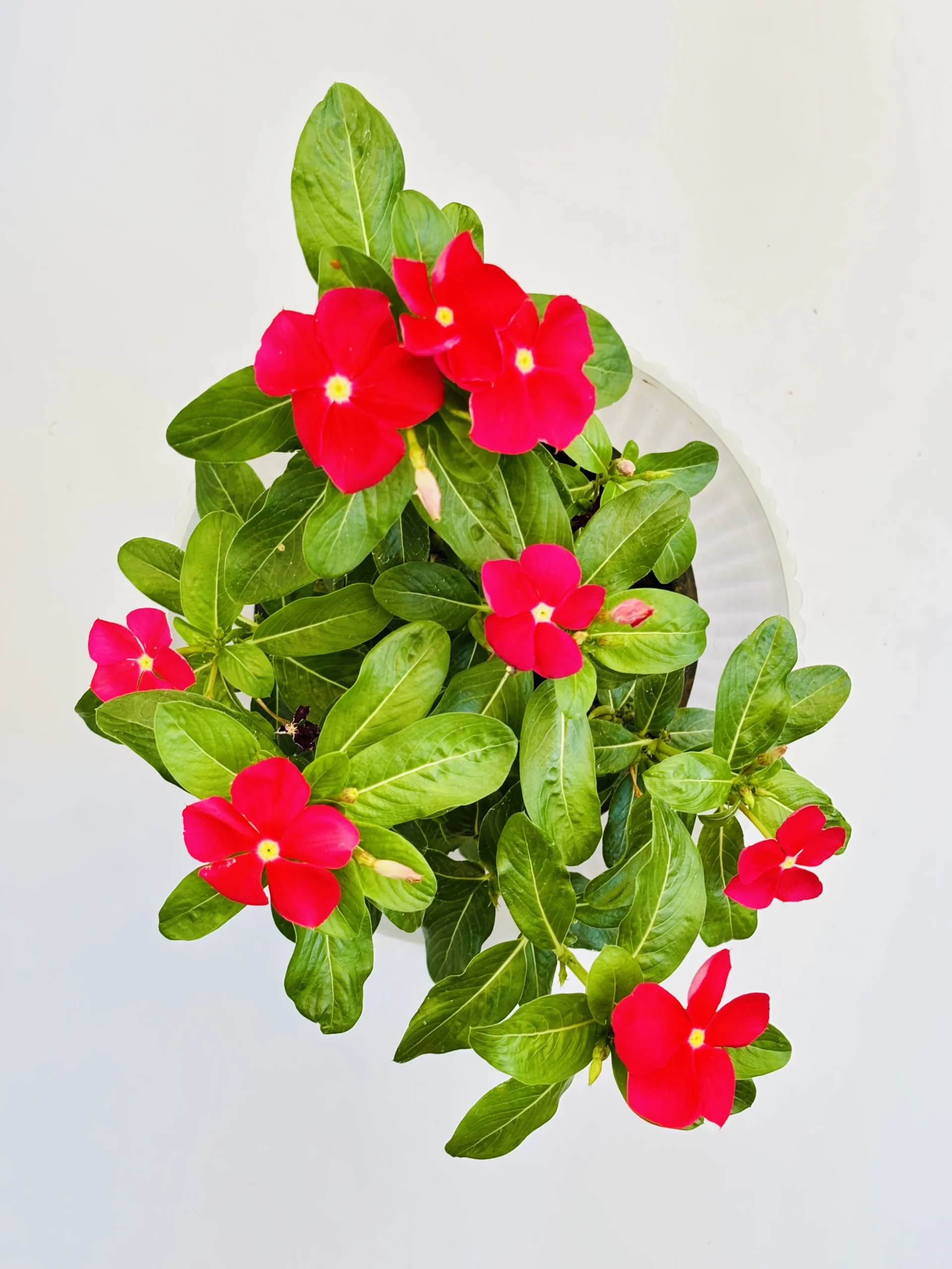 Catharanthus (Red) Roseus Flowering Plant
