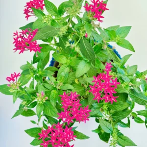 Pentas lanceolata Flowering Plant
