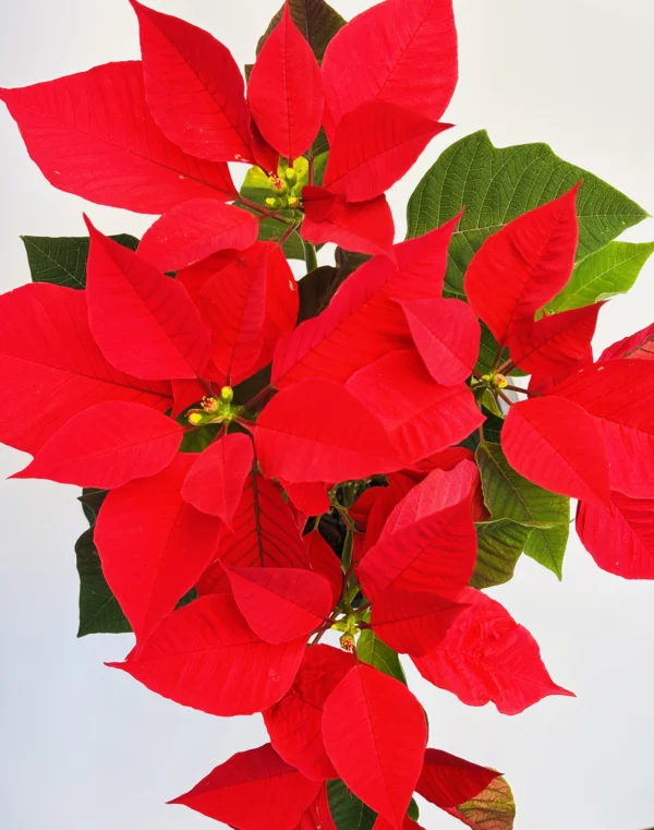 Euphorbia pulcherrima Plant - Image 2