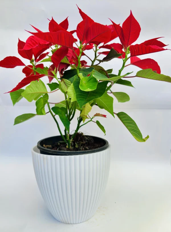 Euphorbia pulcherrima Plant - Image 3