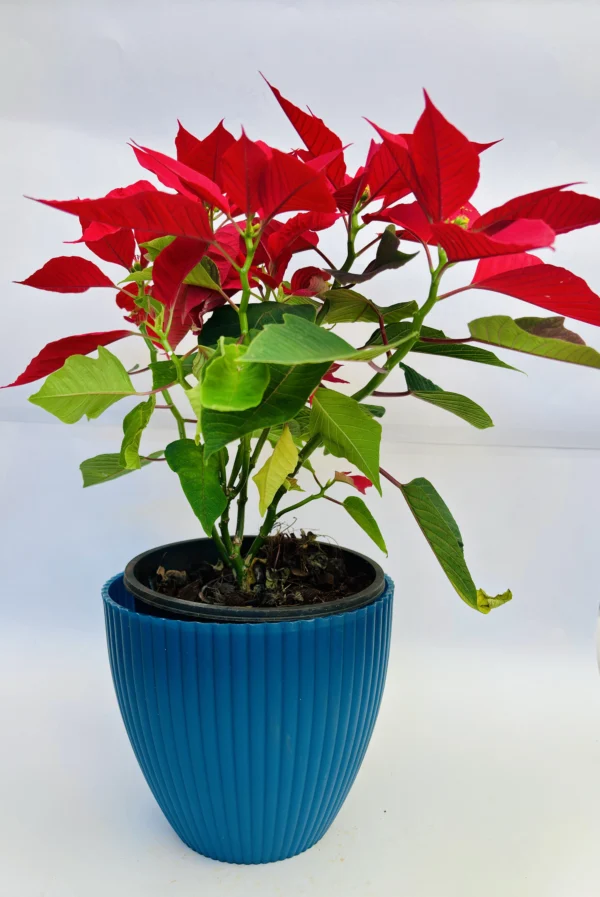 Euphorbia pulcherrima Plant