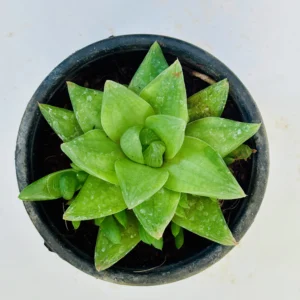Haworthia cymbiformis Plant