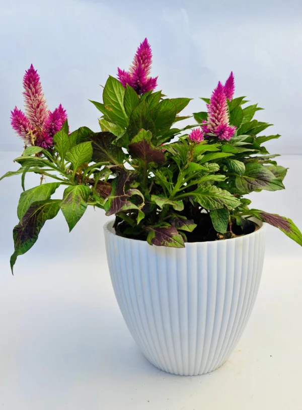 Celosia Argentea Plant - Image 4