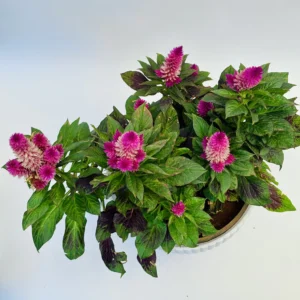 Celosia Argentea Plant