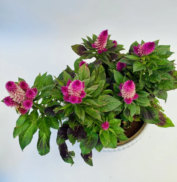 Celosia Argentea Plant