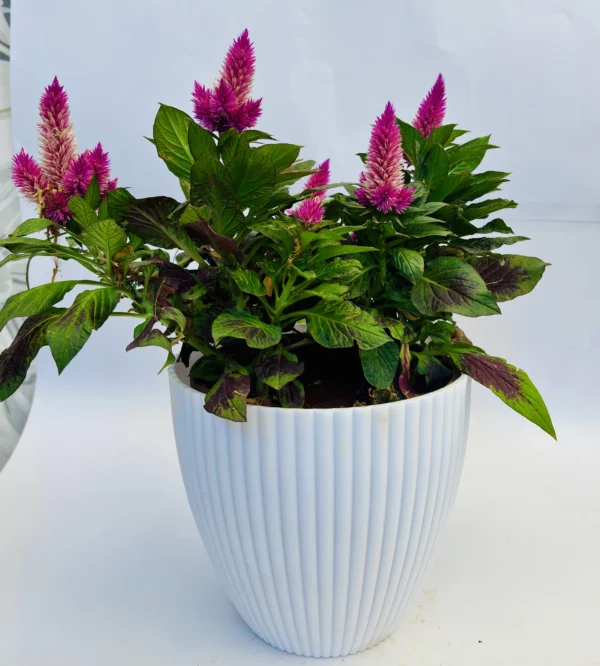 Celosia Argentea Plant - Image 3