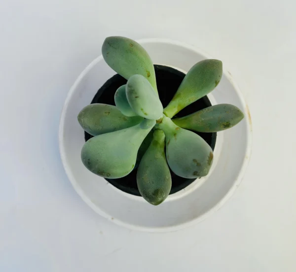 Moonstones Plant - Image 5