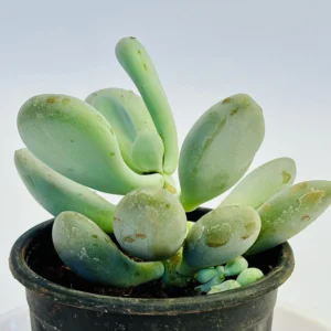 Moonstones Plant