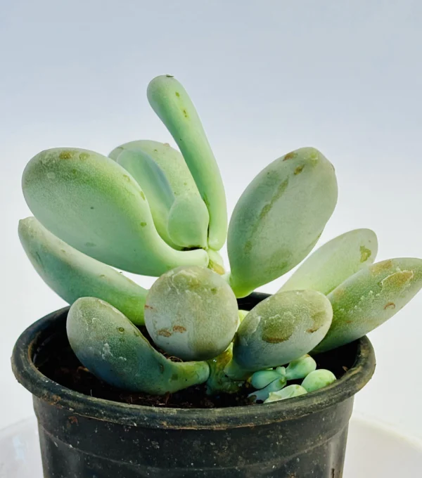 Moonstones Plant