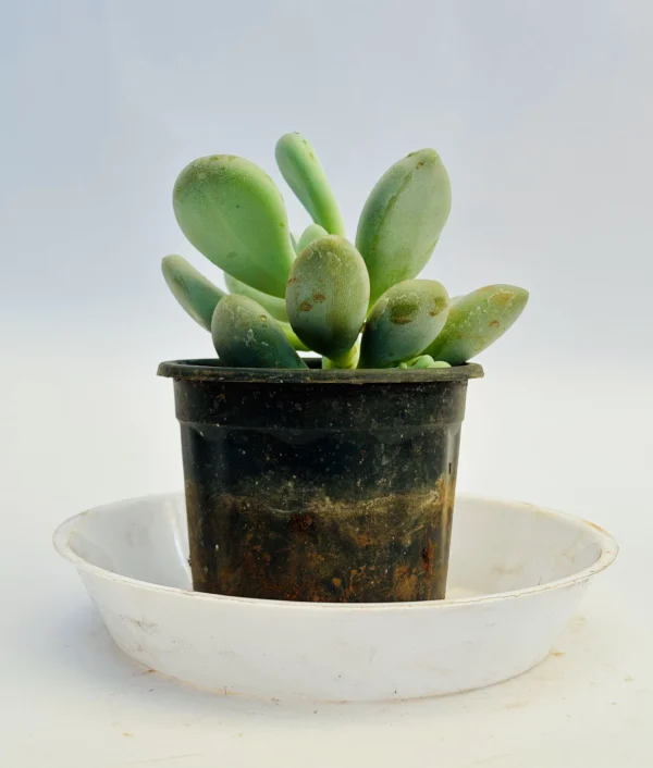 Moonstones Plant - Image 2