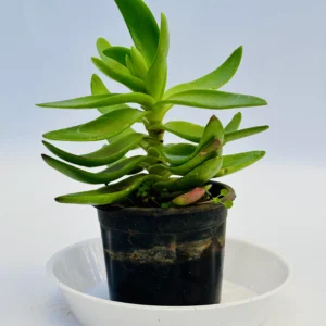 Crassula capitella 'Campfire' Plant