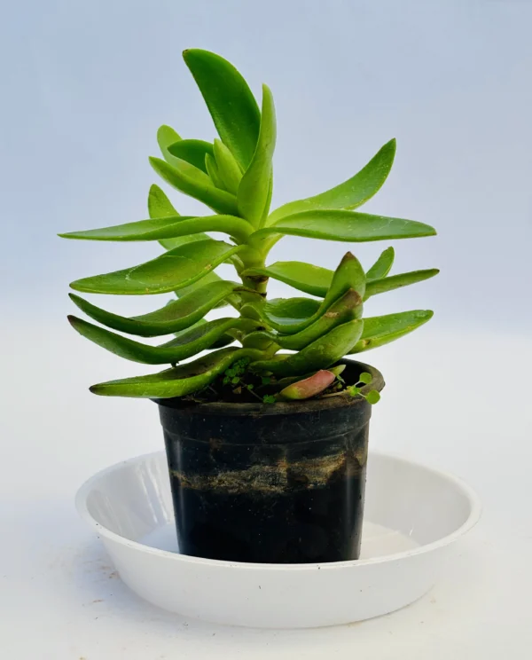 Crassula capitella 'Campfire' Plant